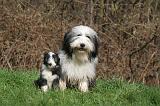 BEARDED COLLIE 341